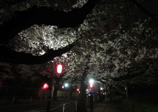 桜通り、夜桜