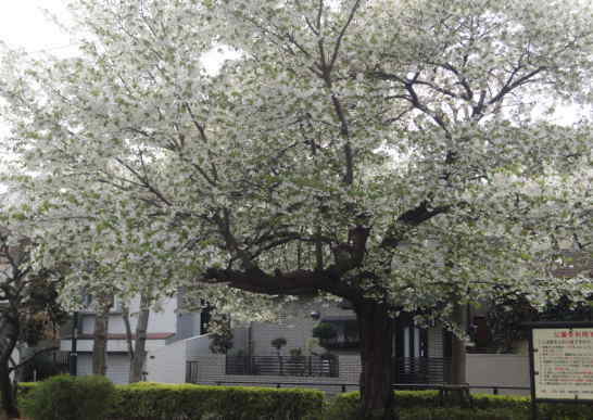桶久保公園の山桜