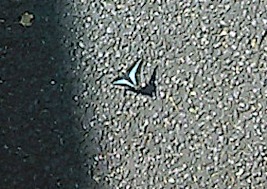 アオスジアゲハ